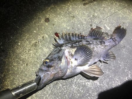 久しぶりにシーバス釣り