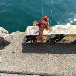 のっこみクロダイ