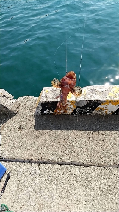 のっこみクロダイ