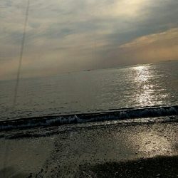 前回浜辺のゴミ拾いしたのでメジロの恩返しかなぁ？