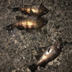 強風小雨中潮短時間メバリング