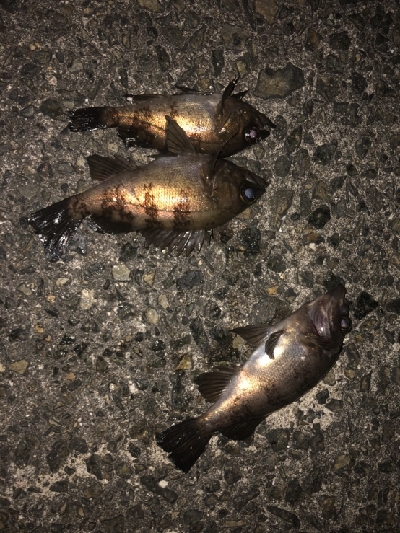 強風小雨中潮短時間メバリング