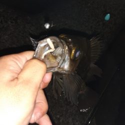 メバル好調です!