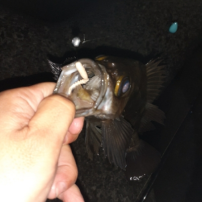 メバル好調です!