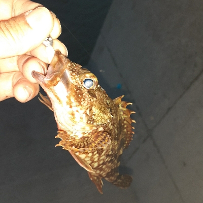 メバリングのはずが！