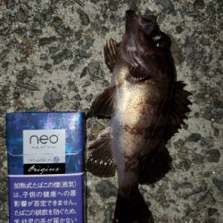 中潮微風〜強風メバリング