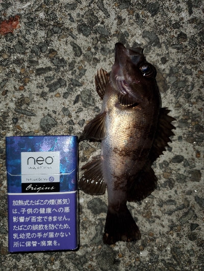 中潮微風〜強風メバリング