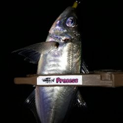 潮がたるいけどアジングは成立するのか