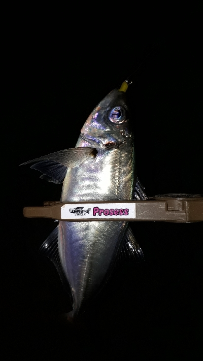 潮がたるいけどアジングは成立するのか