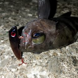 今年はなかなか型を出せない