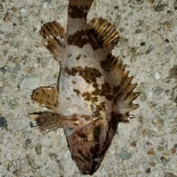 強風激寒メバリング