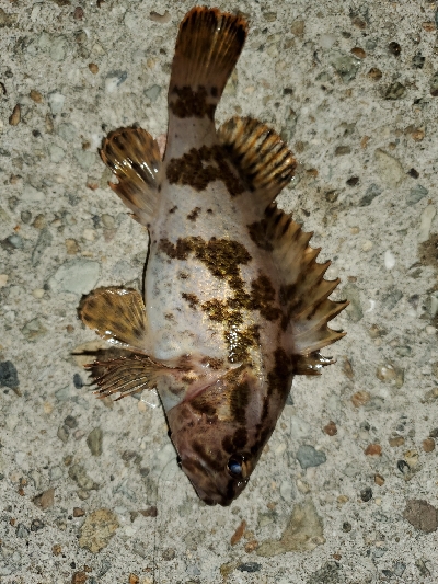 強風激寒メバリング