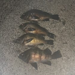 連日のメバリング