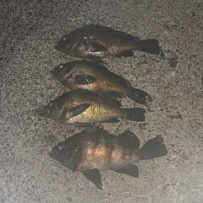 連日のメバリング