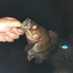 メバルフロートで