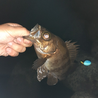 メバルフロートで