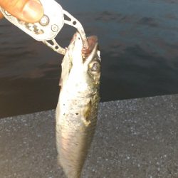 メバリング好調です