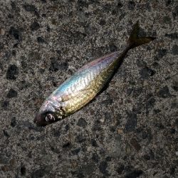 中潮微風大当り