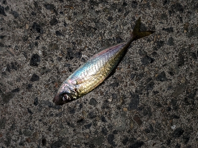 中潮微風大当り