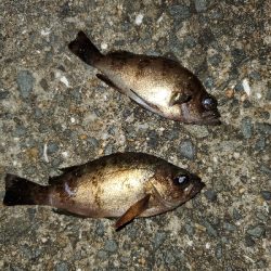 中潮大当り？メバリング