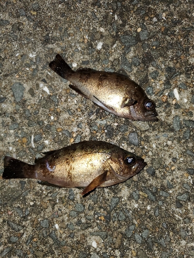 中潮大当り？メバリング