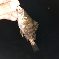 ちょっと遠くへメバリング