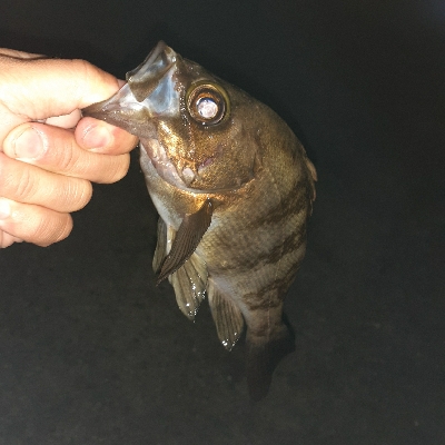 いつものメバル調査