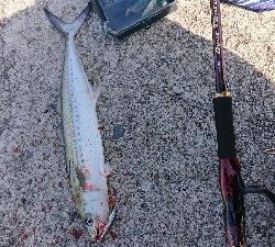 鰆のシーズン堪能