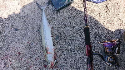 鰆のシーズン堪能