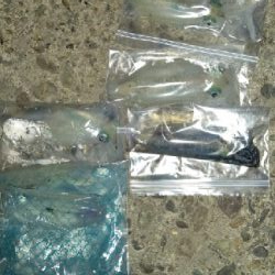 春イカのはずがサイズは秋イカ