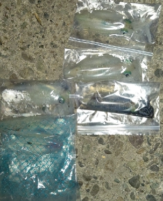 春イカのはずがサイズは秋イカ