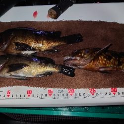 良型メバルガシラ