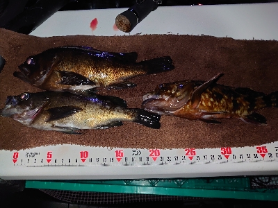 良型メバルガシラ