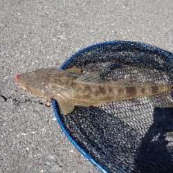 フラットフィッシュ