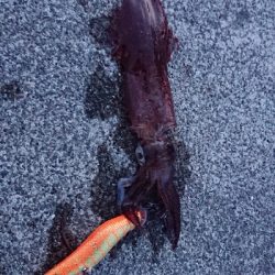 ホタルイカ惨敗…でも、…