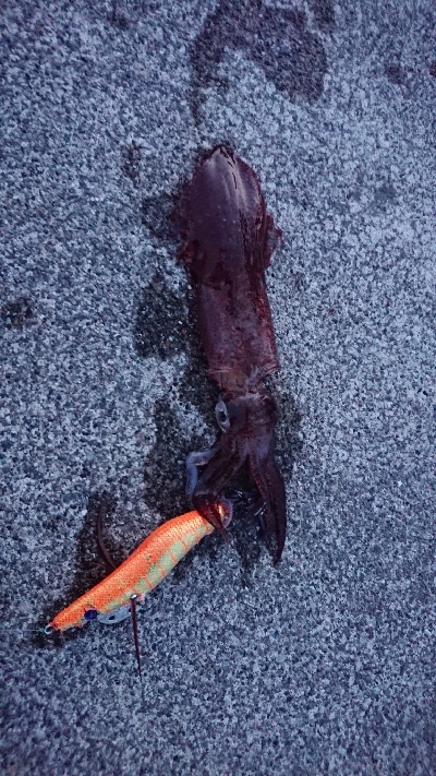 ホタルイカ惨敗…でも、…