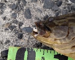 衝撃のチャイロマルハタ