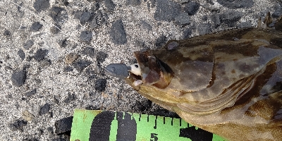 衝撃のチャイロマルハタ