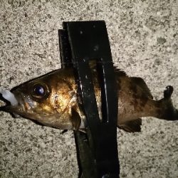 アジ見つけられず