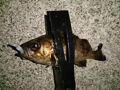 アジ見つけられず