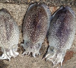 コウイカエギング