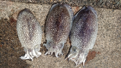 コウイカエギング