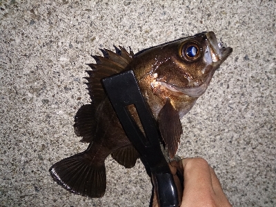 アジ見つけました