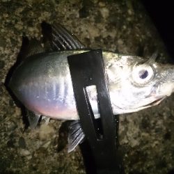 今日も小雨アジング