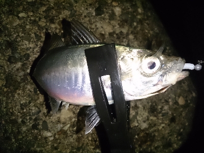 今日も小雨アジング