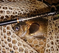 月夜メバルの狙い撃ち