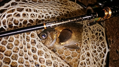 月夜メバルの狙い撃ち