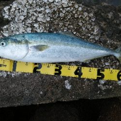 ヒラスズキ狙いでしたが、、、