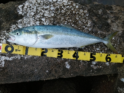 ヒラスズキ狙いでしたが、、、