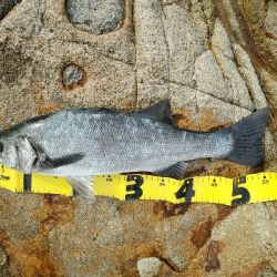 良い日に当たりました